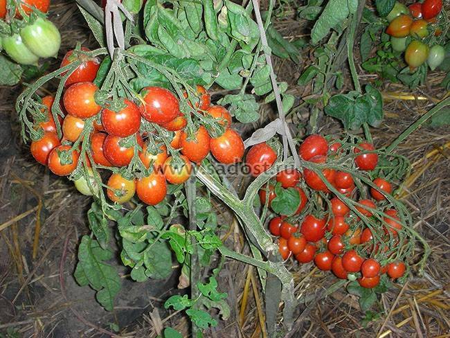 Сорт помидоров поцелуй герани фото и описание