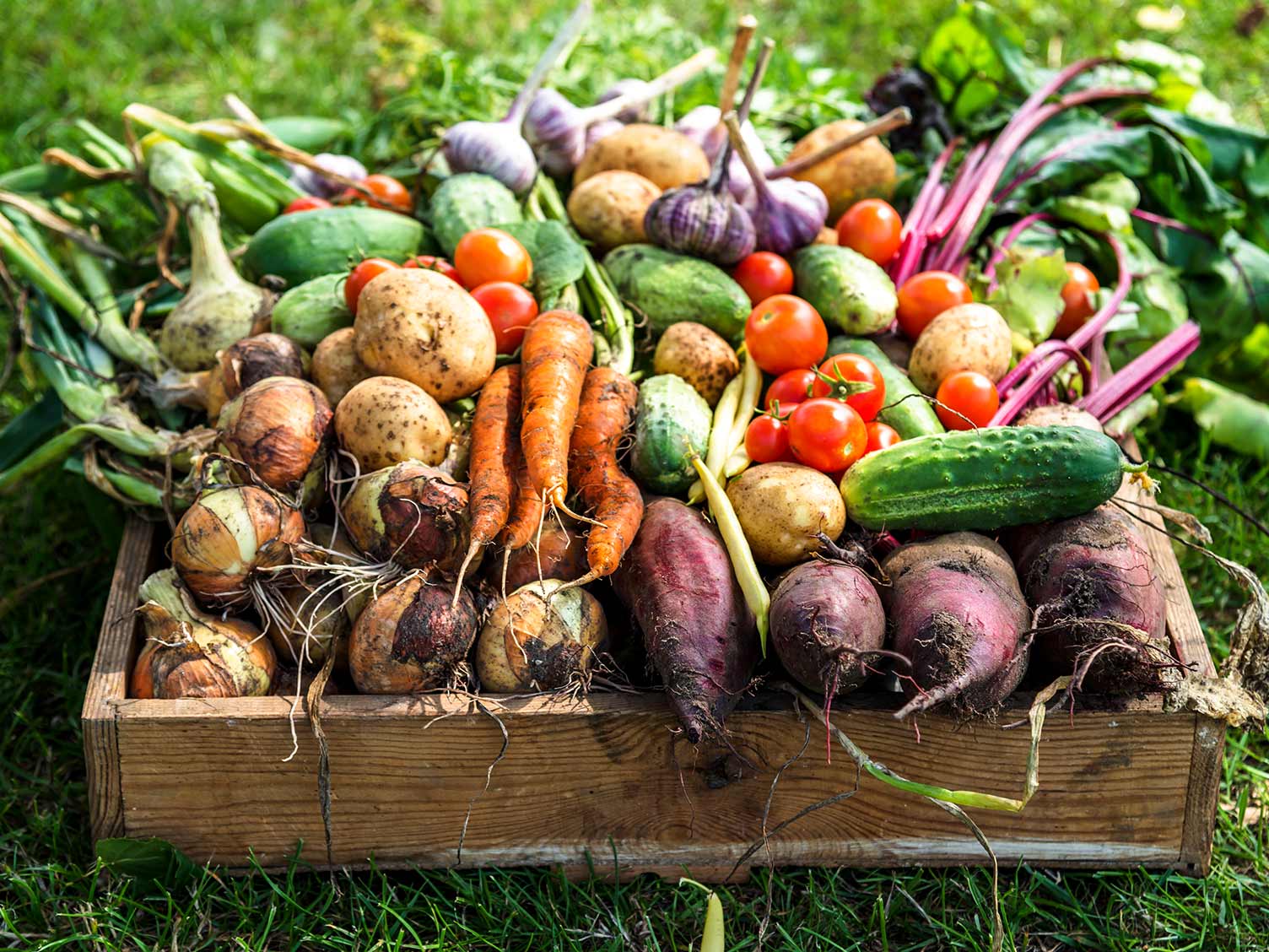 7 способов выращивания картошки, которые увеличат ваш урожай. фото — ботаничка.ru