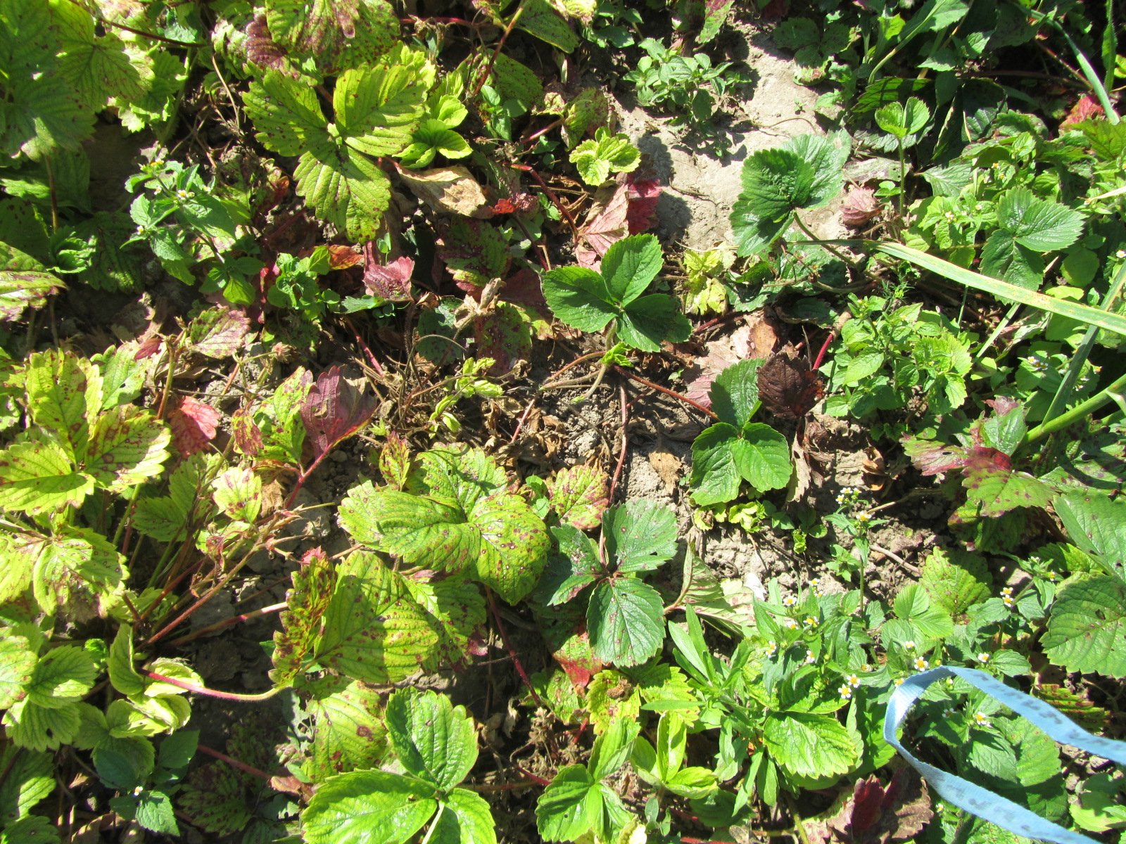 Клубника: болезни и вредители. обработка сада весной. вредители земляники садовой и борьба с ними