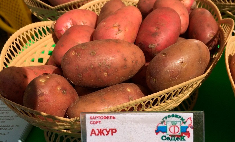 Картофель «ласунок» — классический сорт, не теряющий популярности