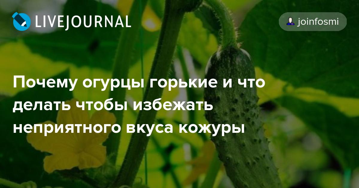 Почему вянут листья на огурцах, чем помочь - дачные советы.ру