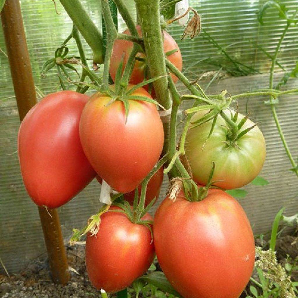 Девичьи сердечки – сорт для теплиц, описание томата и его характеристики