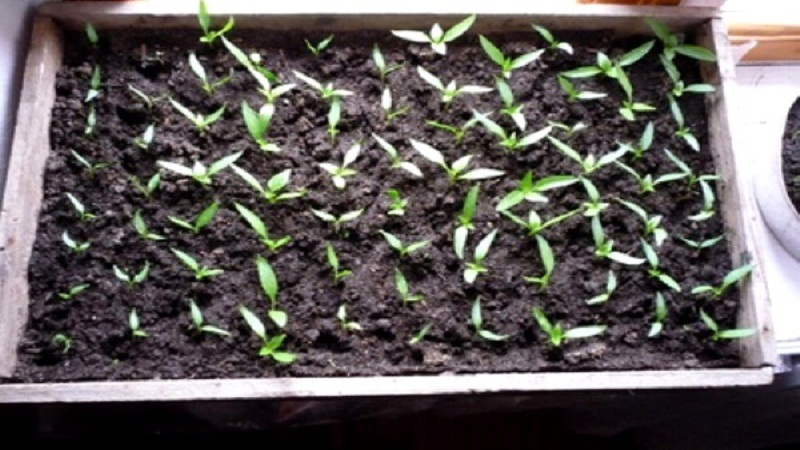 Перец: посадка и уход, как вырастить из семян в открытом грунте, фото