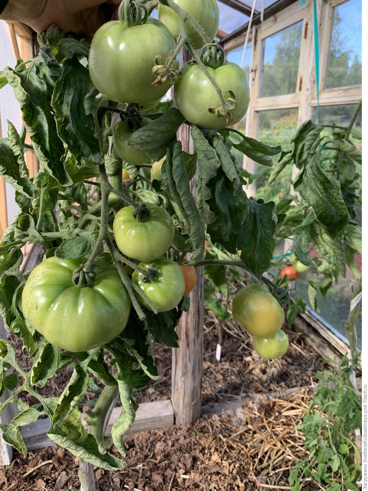 Выращивание томата богата хата