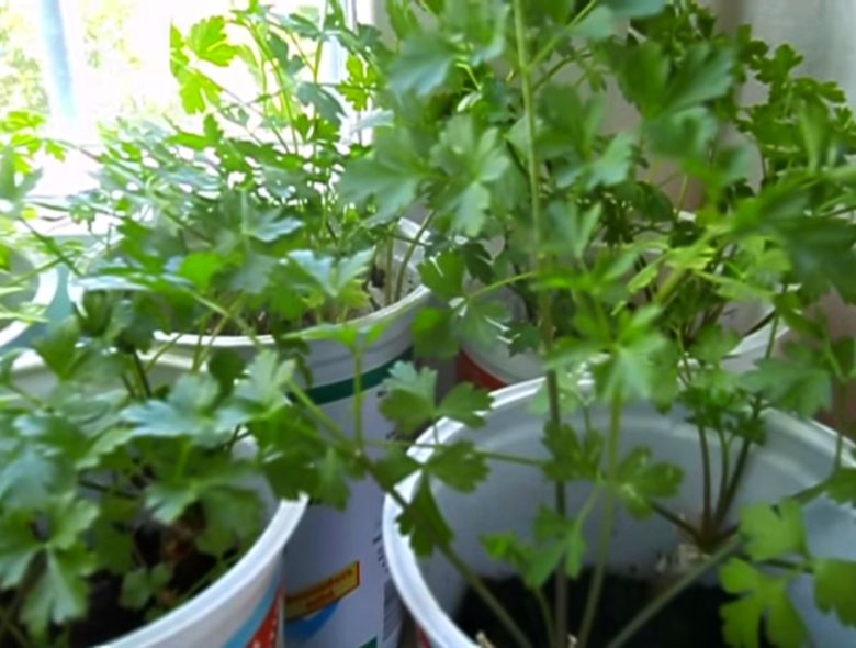 Петрушка на подоконнике: как вырастить зелень в домашних условиях зимой и летом, особенности выращивания в горшке и на гидропонике