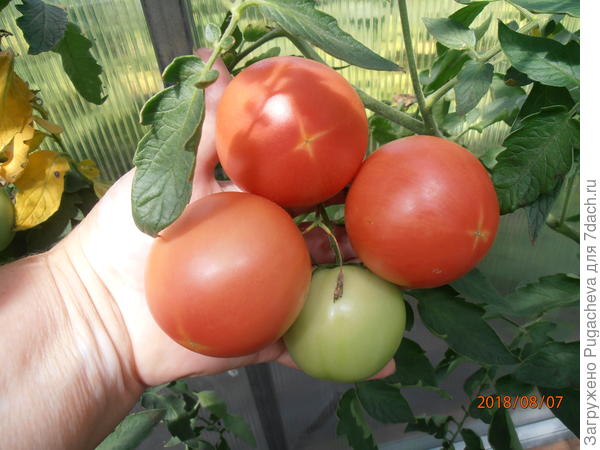 Описание сорта томата грифон f1, его характеристики и выращивание - всё про сады