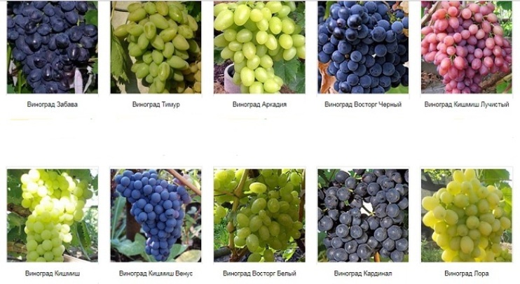 Селекция винограда в домашних условиях - как вывести новый сорт