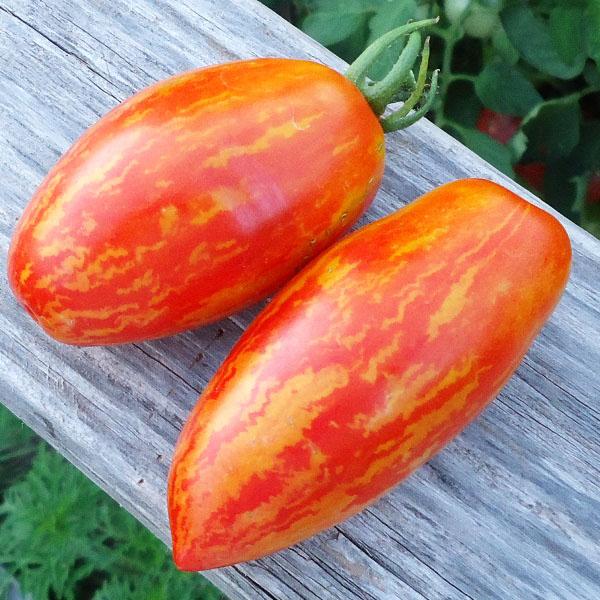 Описание сорта томата шерхан и его характеристики - всё про сады