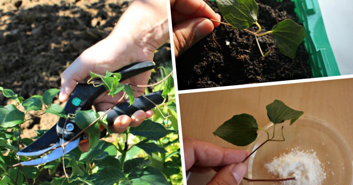 Как посадить клематис в открытый грунт, уход, советы по выращиванию начинающим