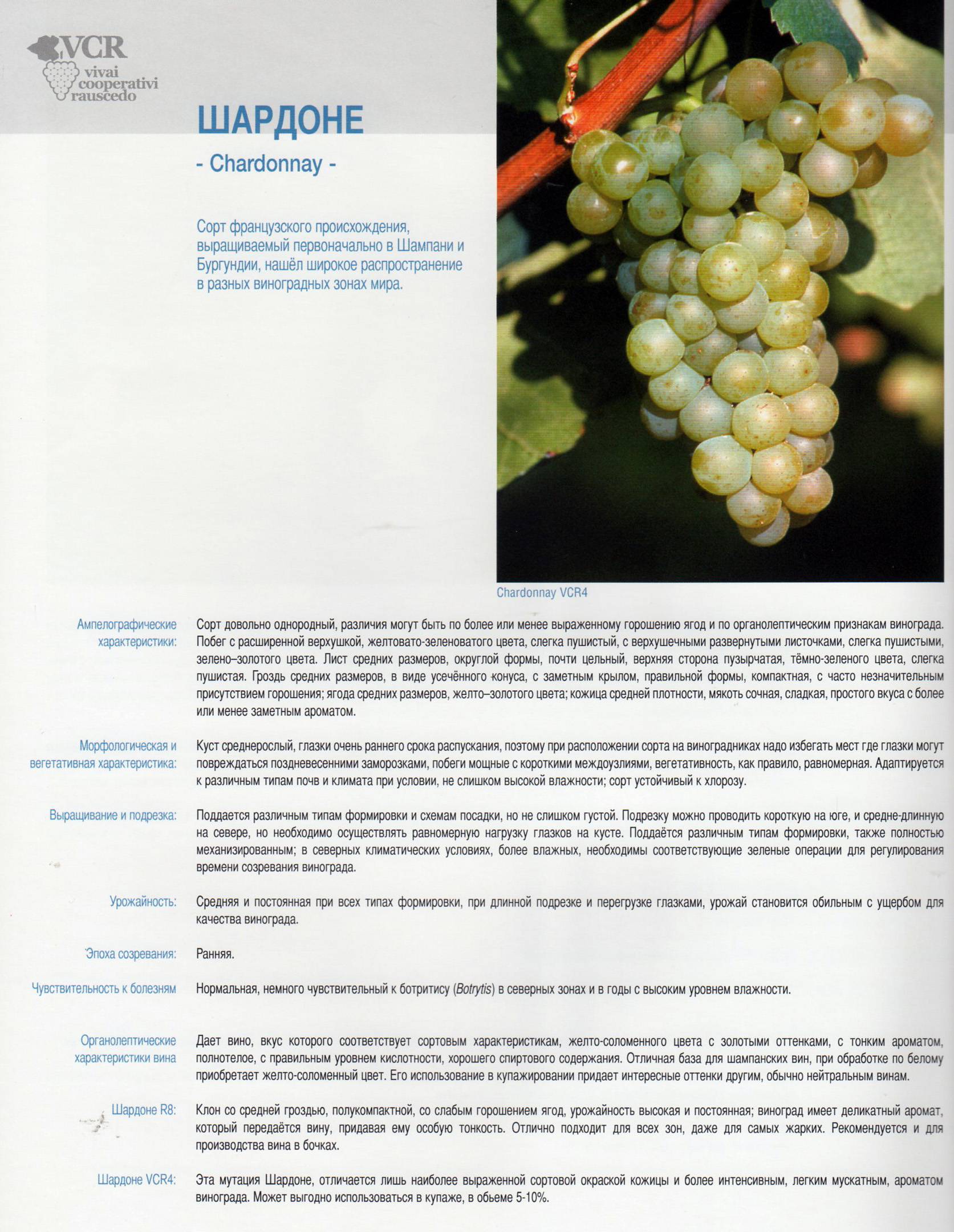 Виноград сенсация: описание сорта, фото, отзывы