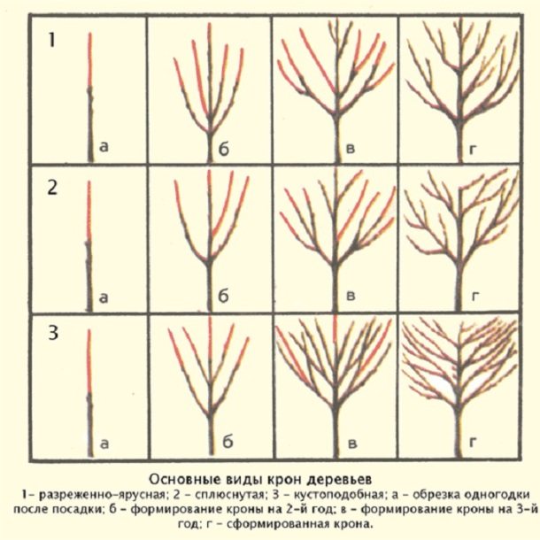 Схема правильной обрезки абрикоса весной, летом и осенью с видео: как правильно обрезать абрикосовое дерево