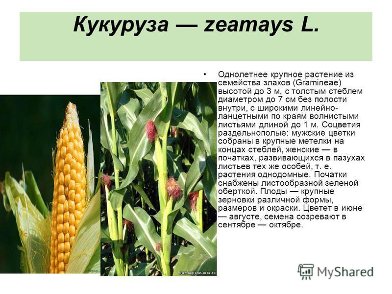 Презентация на тему кукуруза 6 класс