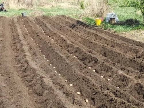 Голландская технология выращивания картофеля на дачном участке