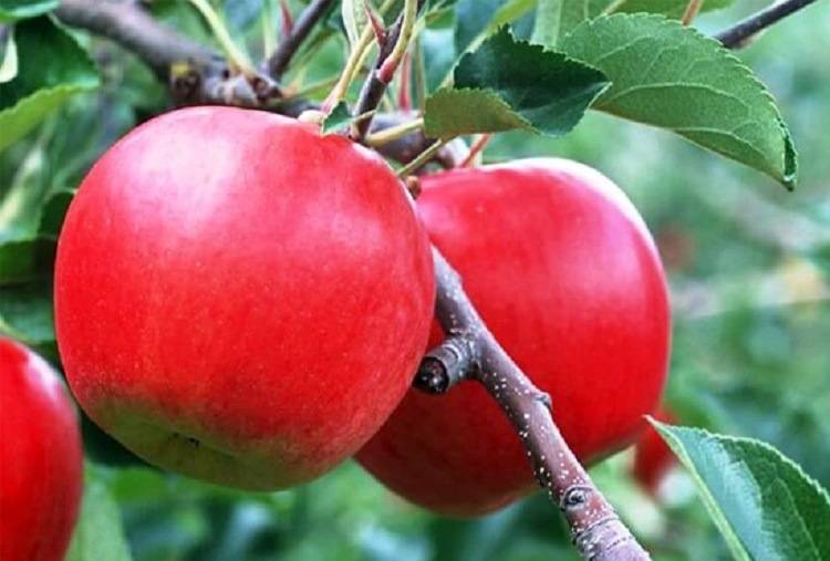 Зимние сорта яблонь: описание, характеристика, фото, отзывы