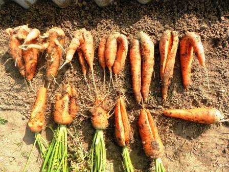 Почему червивая морковь и как с этим бороться: что делать, в чем причины + видео