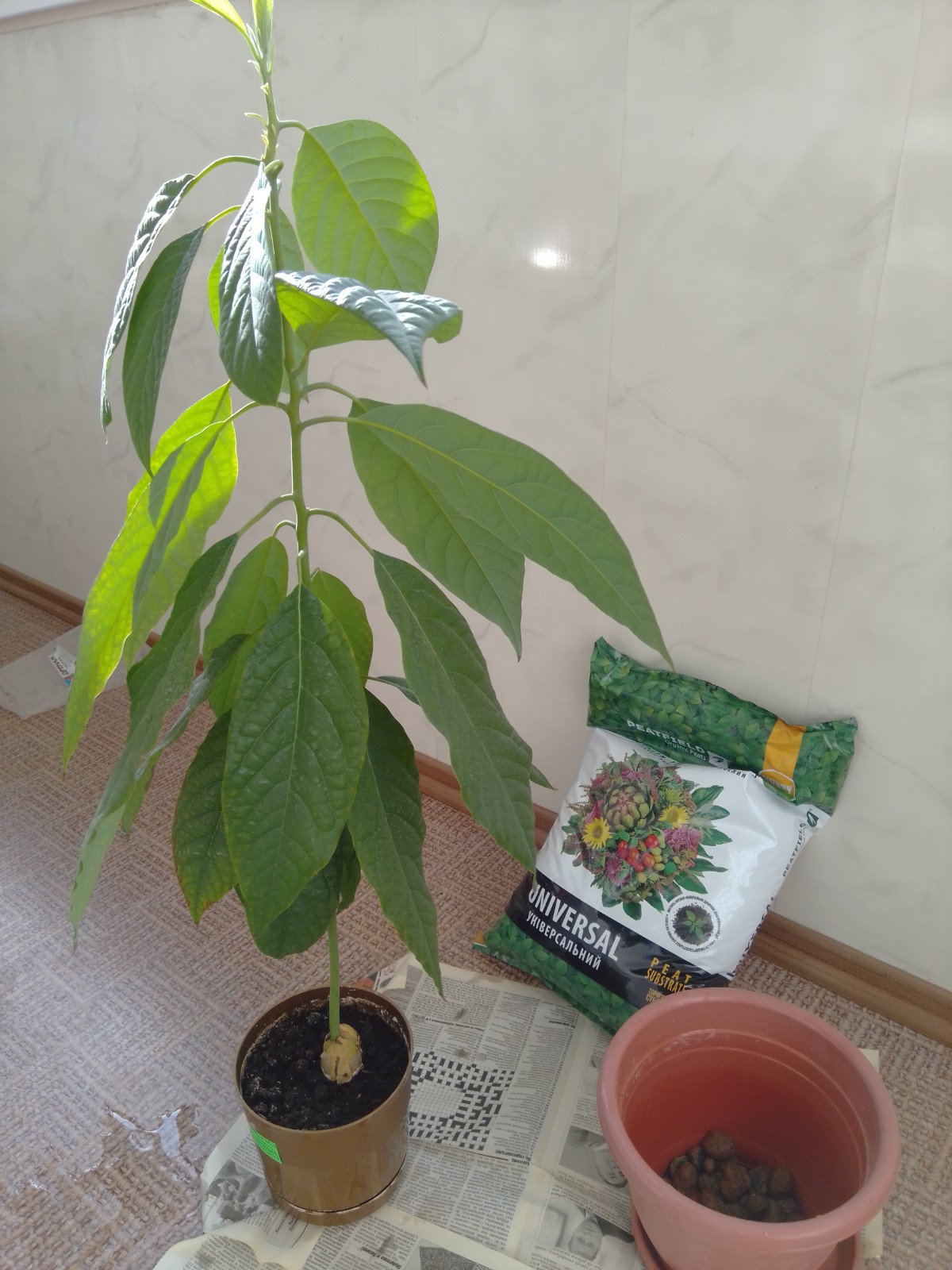 Как посадить и вырастить авокадо из косточки | вести