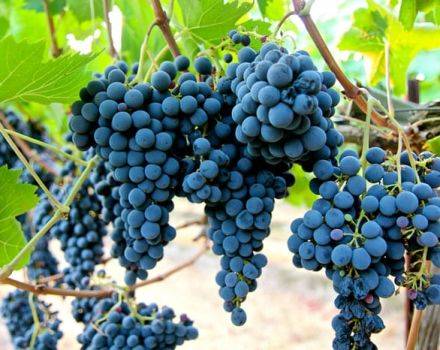 Описание и тонкости выращивания винограда сорта Тайфи