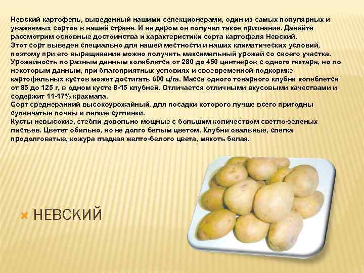 Картофель невский: правила получения хорошего урожая