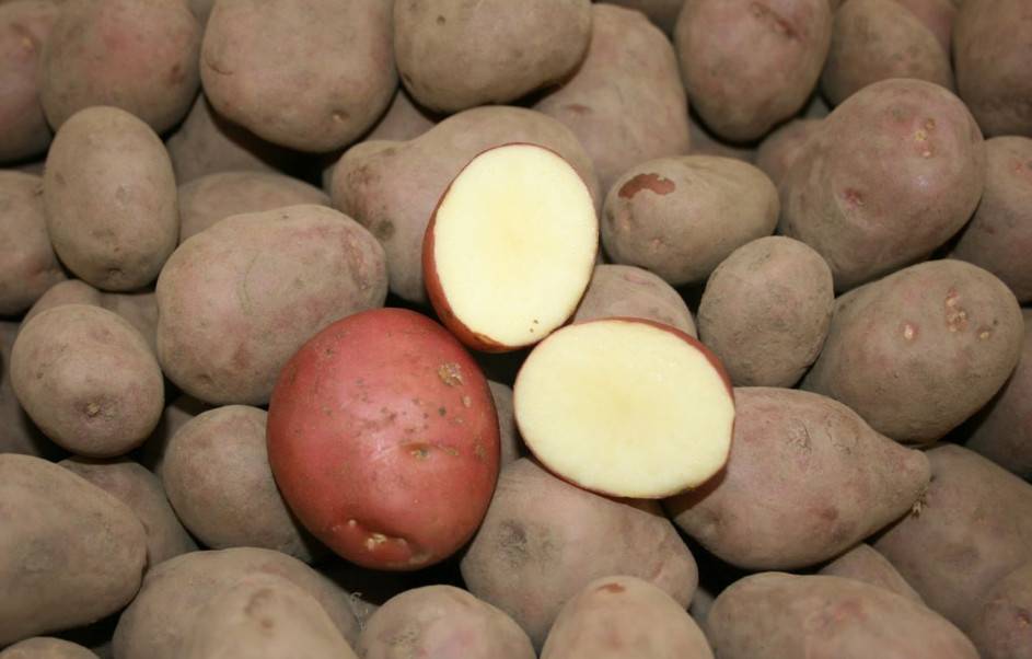 Картофель романо – описание сорта, фото, отзывы