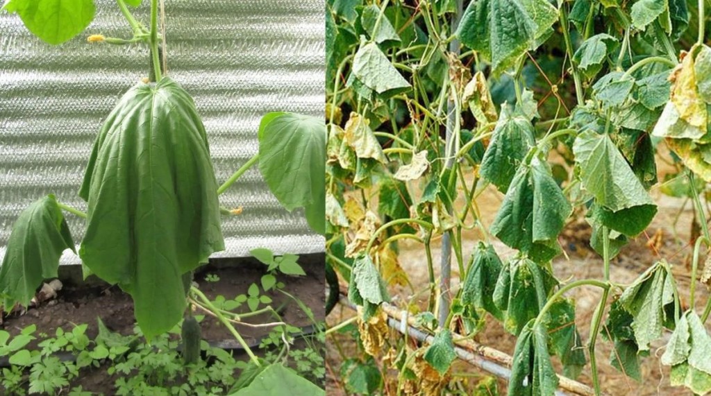 Болезни огурцов в теплице и их лечение | садоводство и огородничество