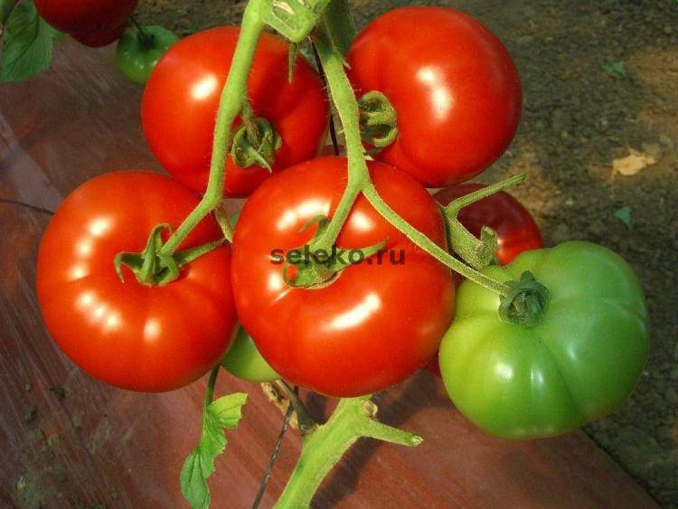 Томаты кибо f1: характеристика сорта и особенности выращивания. характеристика и описание сорта томата кибо, его урожайность