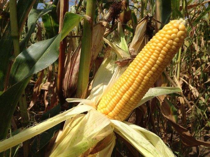 Можно ли есть сырую кукурузу: польза и вред свежего овоща, возможные противопоказания