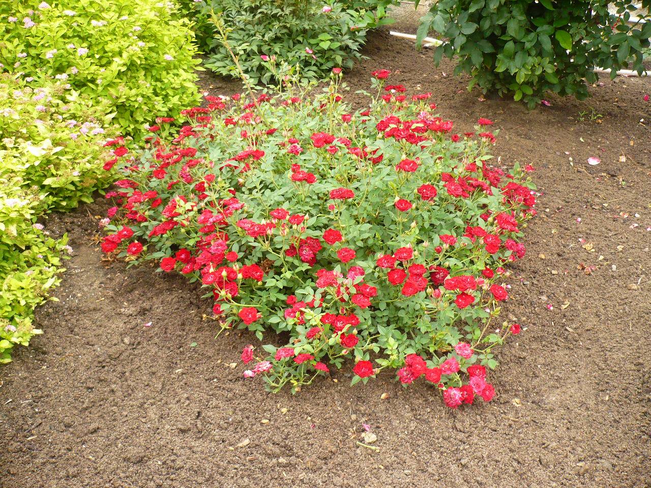 Плетистая роза сантана с кроваво-красными цветами и бархатным переливом