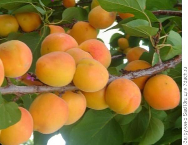 Сорта абрикоса для средней полосы россии, в том числе зимостойкие, самоплодные и низкорослые виды