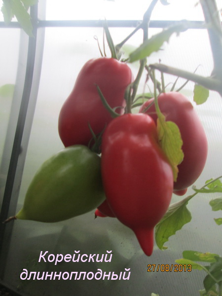 Томат корейский длинноплодный характеристика и описание сорта