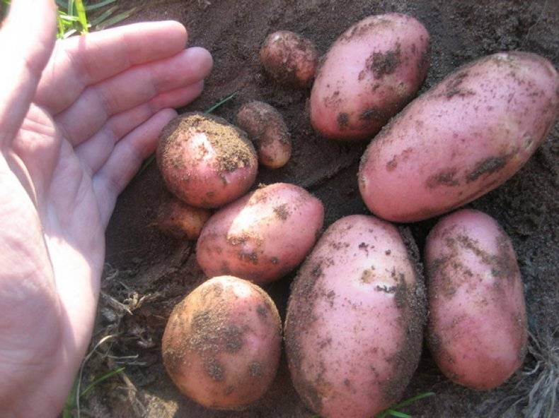 Сорт картофеля «ирбитский» – описание и фото