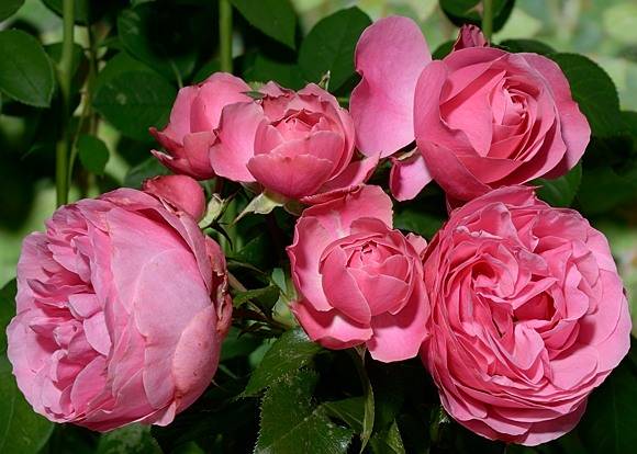 Роза сорта «леонардо да винчи» (флорибунда): описание, выращивание в домашних условиях, фото