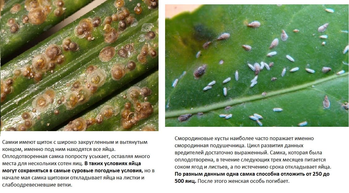 Как бороться со щитовкой на кустах смородины: только эффективные препараты и проверенные народные средства