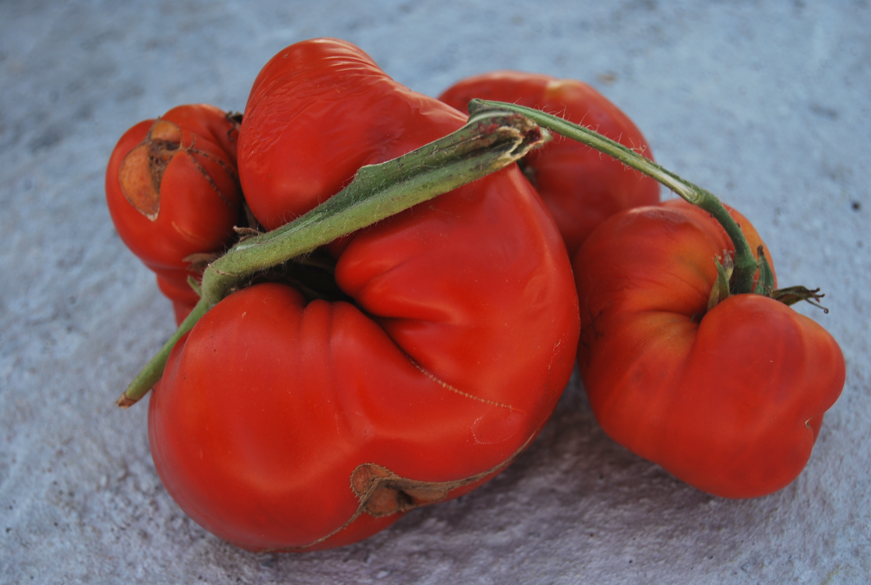 Обзор и характеристики томатов «японский краб»