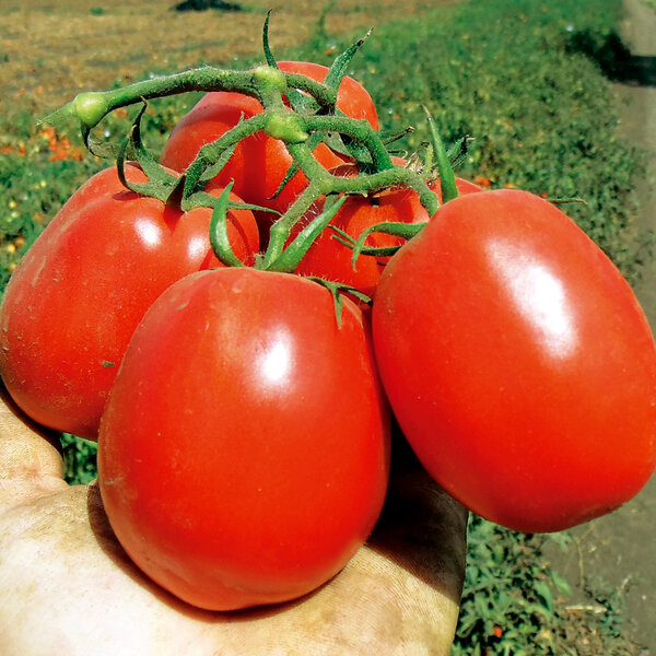 Томат "аленка": описание гибридного сорта f1, фото, рекомендации по выращиванию богатого урожая помидор русский фермер