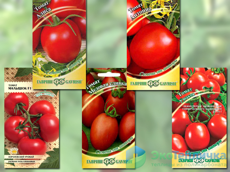 Проверенные ранние детерминантные сорта томатов