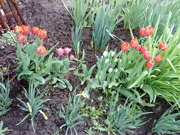 Нужно ли выкапывать тюльпаны каждый год. Нарциссы надо ли выкапывать. Выкапывание тюльпанов после цветения. Когда выкапывать нарциссы. Фрезию надо выкапывать на зиму.