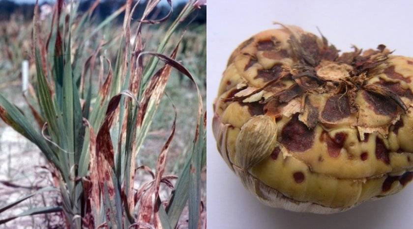 Почему гладиолусы не цветут – все возможные причины