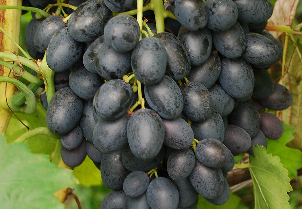 Виноград мускат: описание сортов с фото