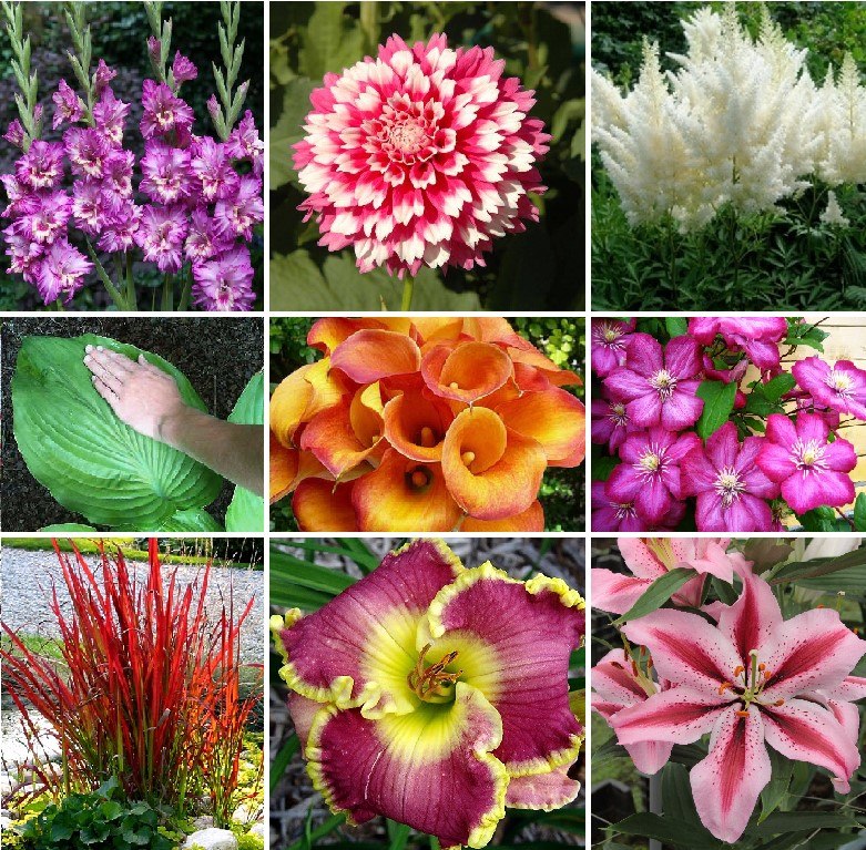 Крупные цветы для сада фото с названиями
