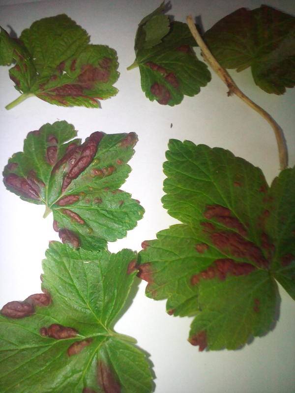 Красные пятна на листьях смородины: как избавиться, видео и фото