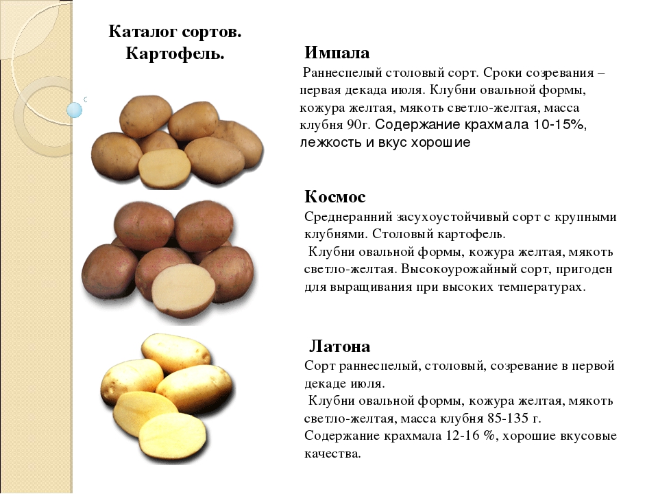 Картофель импала: описание сорта, фото, отзывы, вкусовые качества