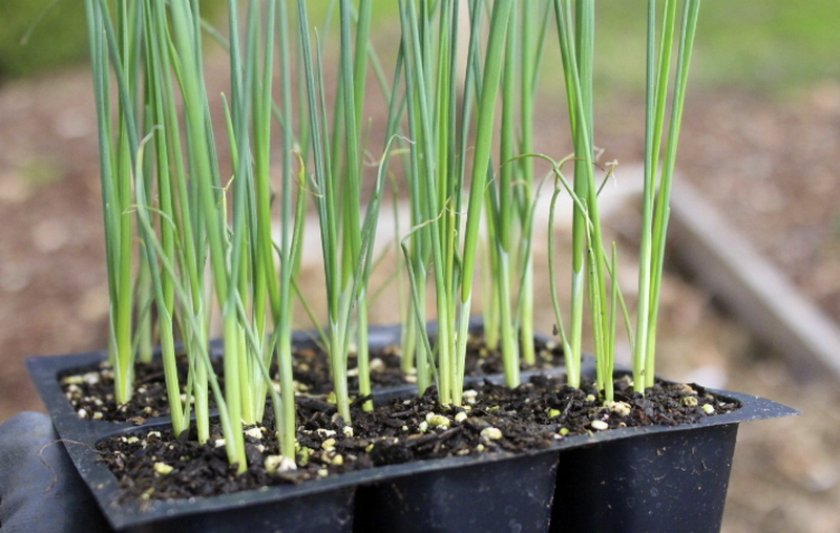 Посадка лука-порея на рассаду: как и в какой срок нужно сеять семена в домашних условиях, когда лучшее время для сбора и выращивание за один сезон и правильный уход