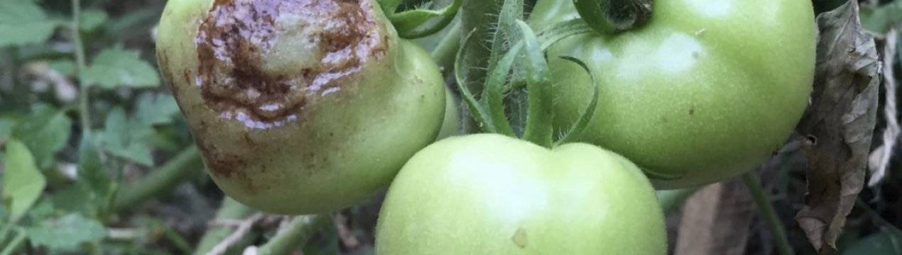 Почему чернеют помидоры? советы по выращиванию помидоров