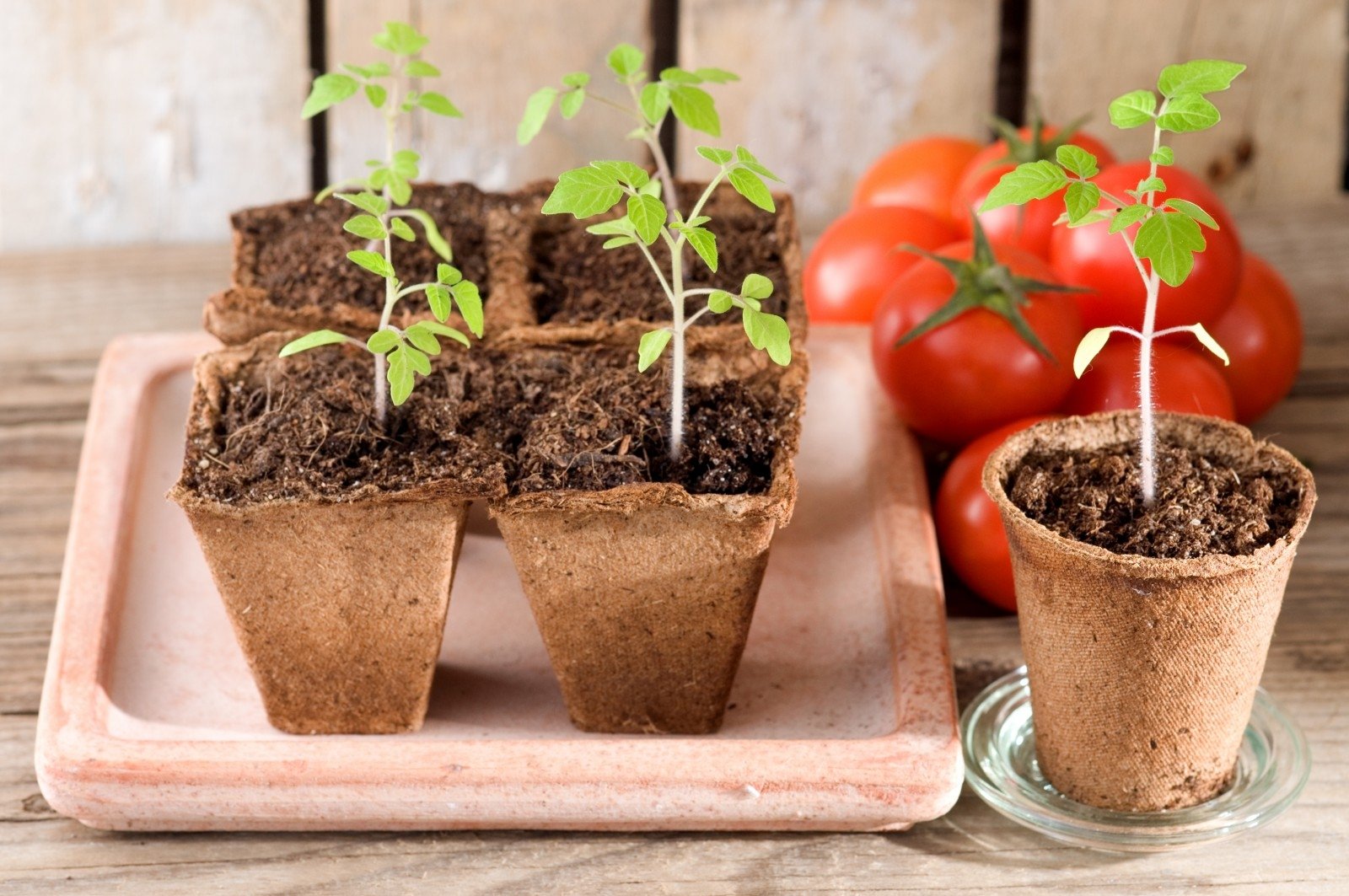 Как пересадить рассаду помидоров: в грунт, в теплицу, парник, горшок