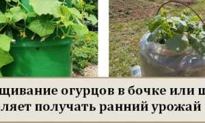 Выращивание томатов в ведрах в теплице: основные правила, преимущества и особенности метода - огород expert