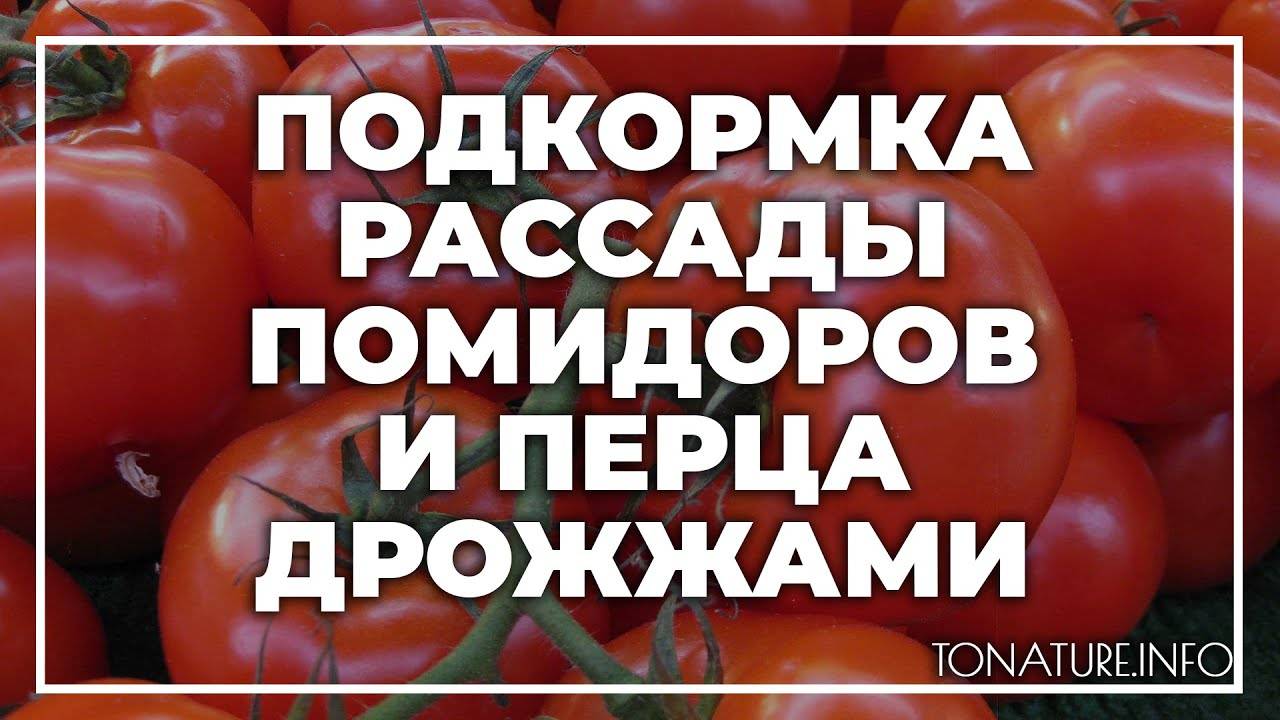 Подкормка дрожжами рассады томатов и перцев: рецепт, как сделать