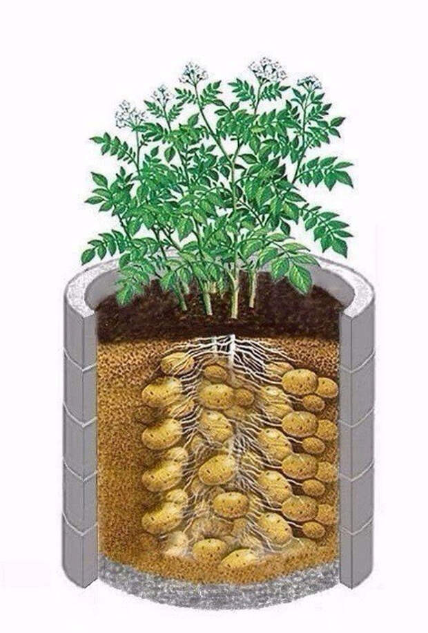 Технология выращивание картофеля в мешках: пошаговое описание - сельская жизнь