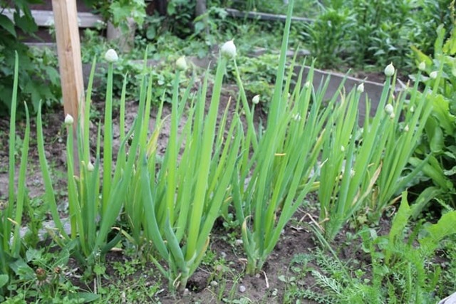 Лук-батун: выращивание из семян, посадка и уход в открытый грунт