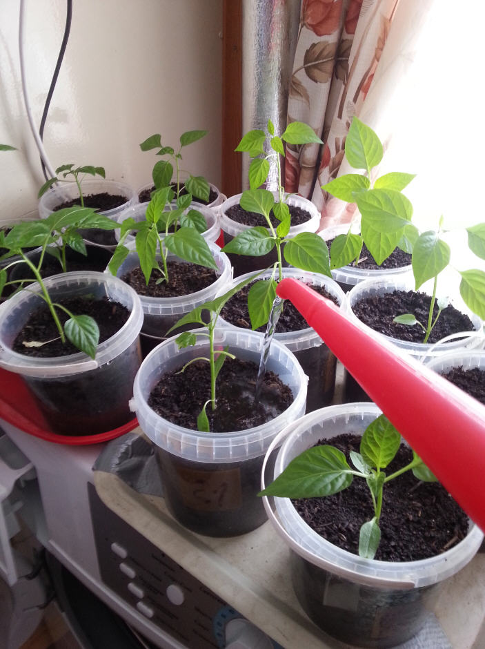 Инструкция по выращиванию рассады томатов