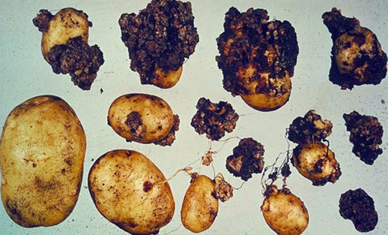 Причины и симптомы рака картофеля и источники заражения, методы борьбы